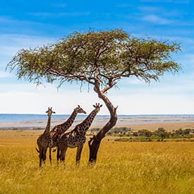 Luxury African Small Group Safaris. Exclusive Member Value