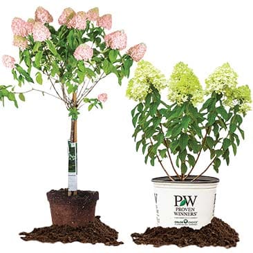 Perfect Plants Hydrangeas and Boxwoods