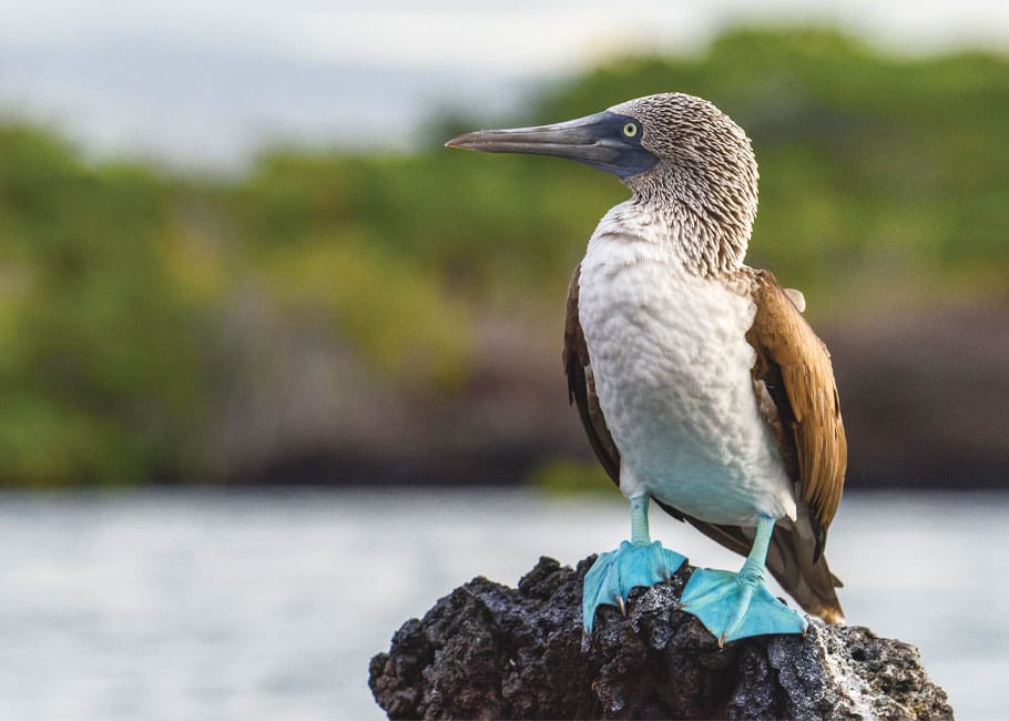 A blue-footed booby