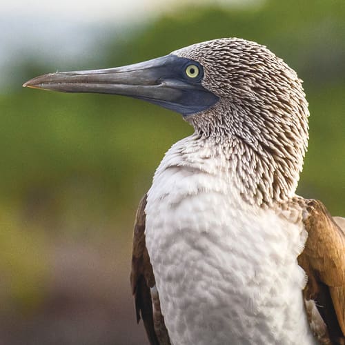 /connection-travel-connection-cruise-control-december-2022.html