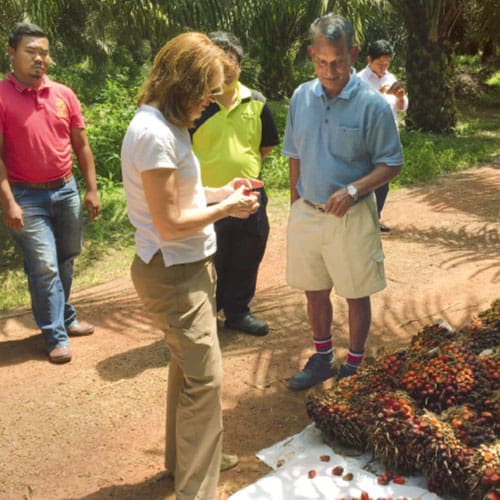 a group looking at palm oil fruit