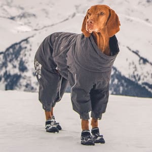 dog in a coat and boots