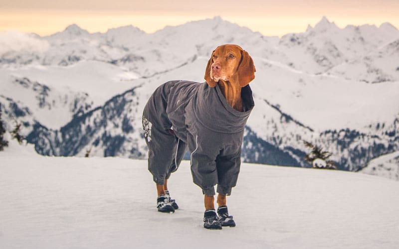 a dog in the snow