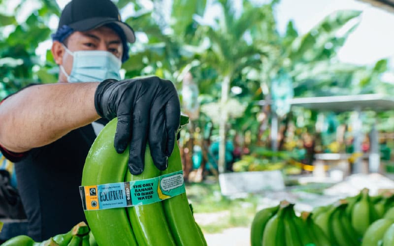 Workers harvest berries at EFI-certified GoodFarms, in Oxnard, California.