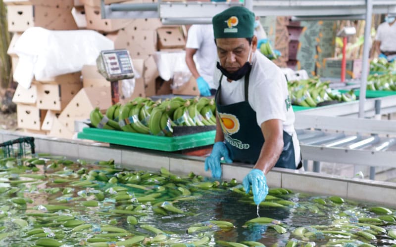 A hand-washing station at Rancho Don Juanito, an EFI-certified strawberry farm, in San Quintín, Mexico.