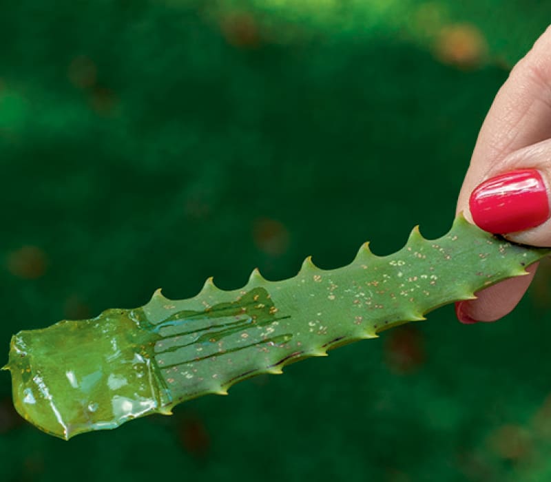 aloe vera plant