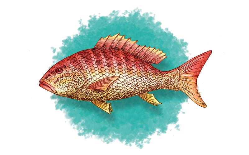 illustration of a mutton snapper fish