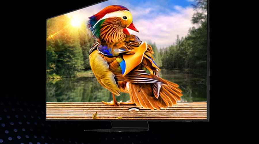 QN9DA - Our best 4K picture. TV on black background featuring vivid, exotic bird artwork.