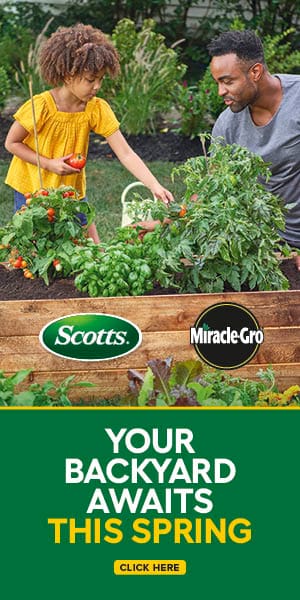 Father and daughter models picking vegetables. Scotts and MiricleGro logos. Your backyard awaits this spring. Click here