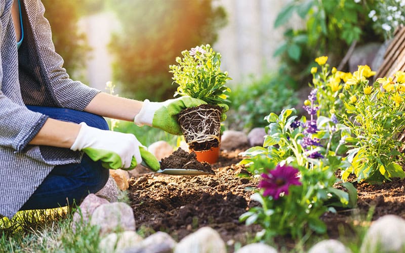 someone planting a plant