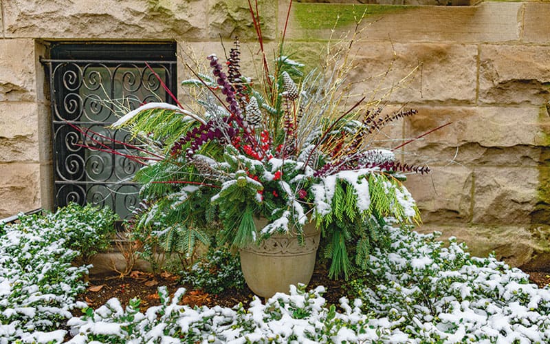 Plant in the snow