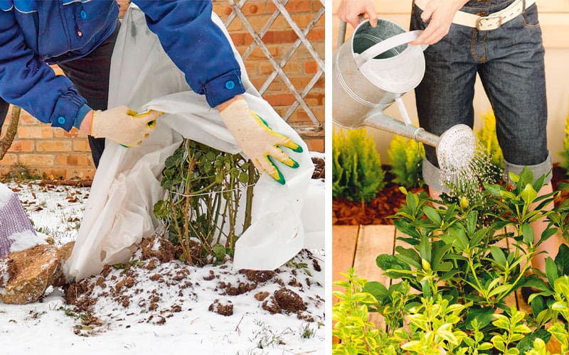 someone covering a plant in the snow with plastic and someone watering a plant