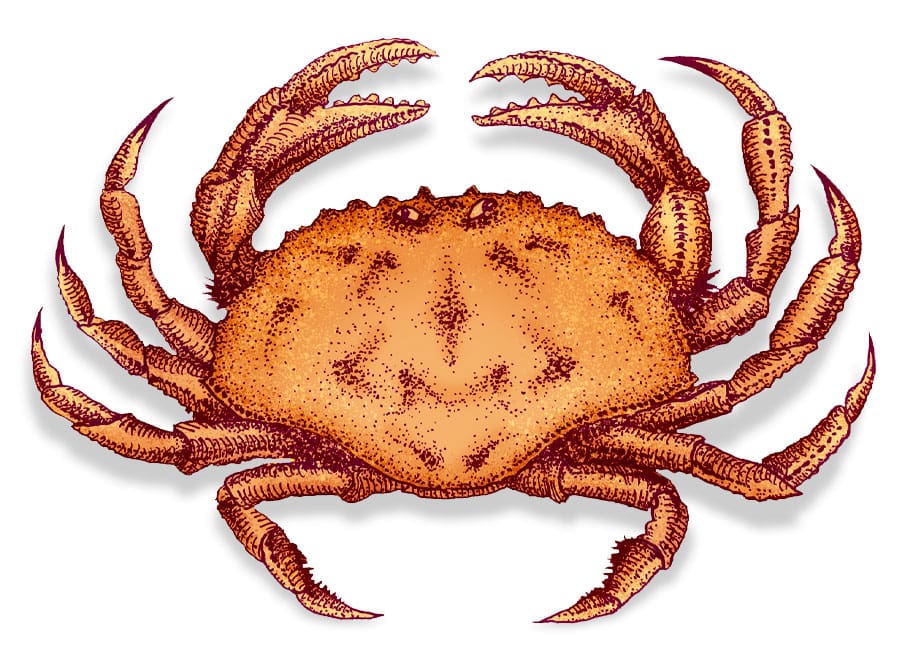 illustration of crab