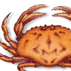 illustration of crab