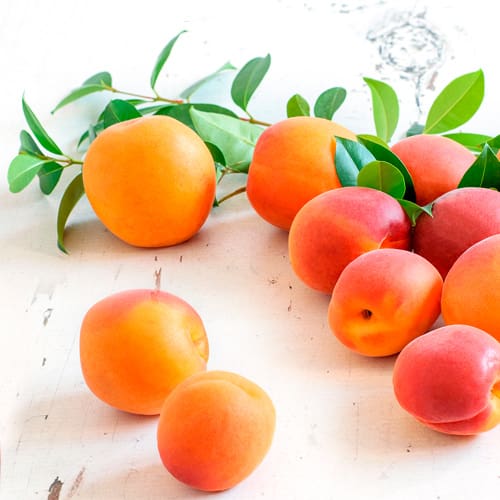 apricots