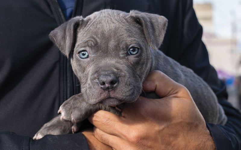 a man holding a puppy