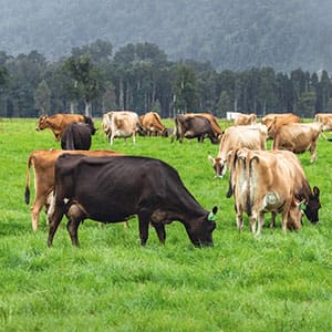 cows grazing in a grassy field