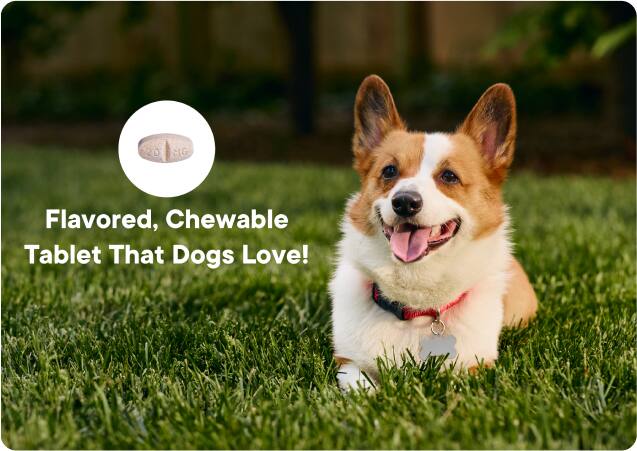 Flavored, Chewable Tablet That Dogs Love!