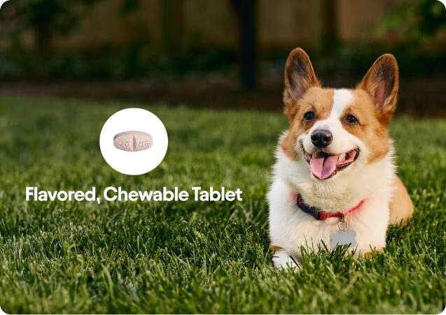 Flavored, Chewable Tablet That Dogs Love!
