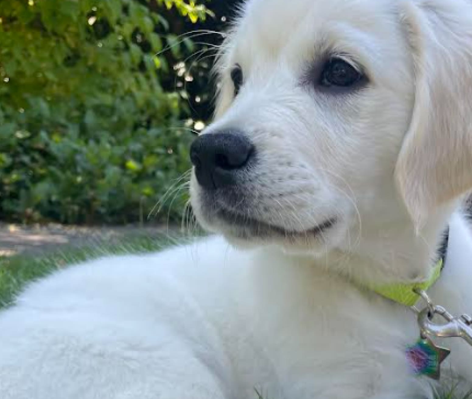 Pet Pharmacy & Medications Costco