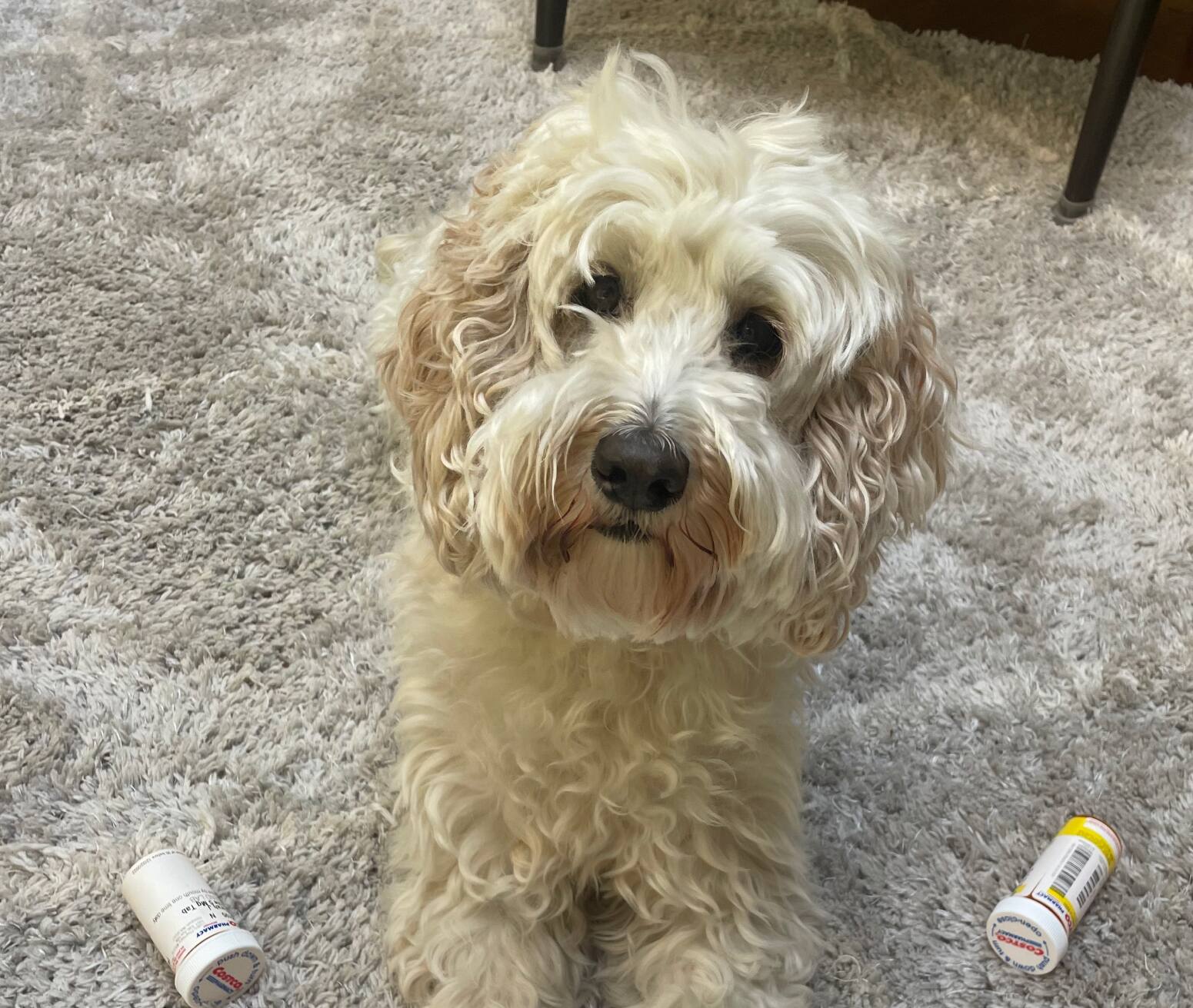 Pet Pharmacy & Medications Costco