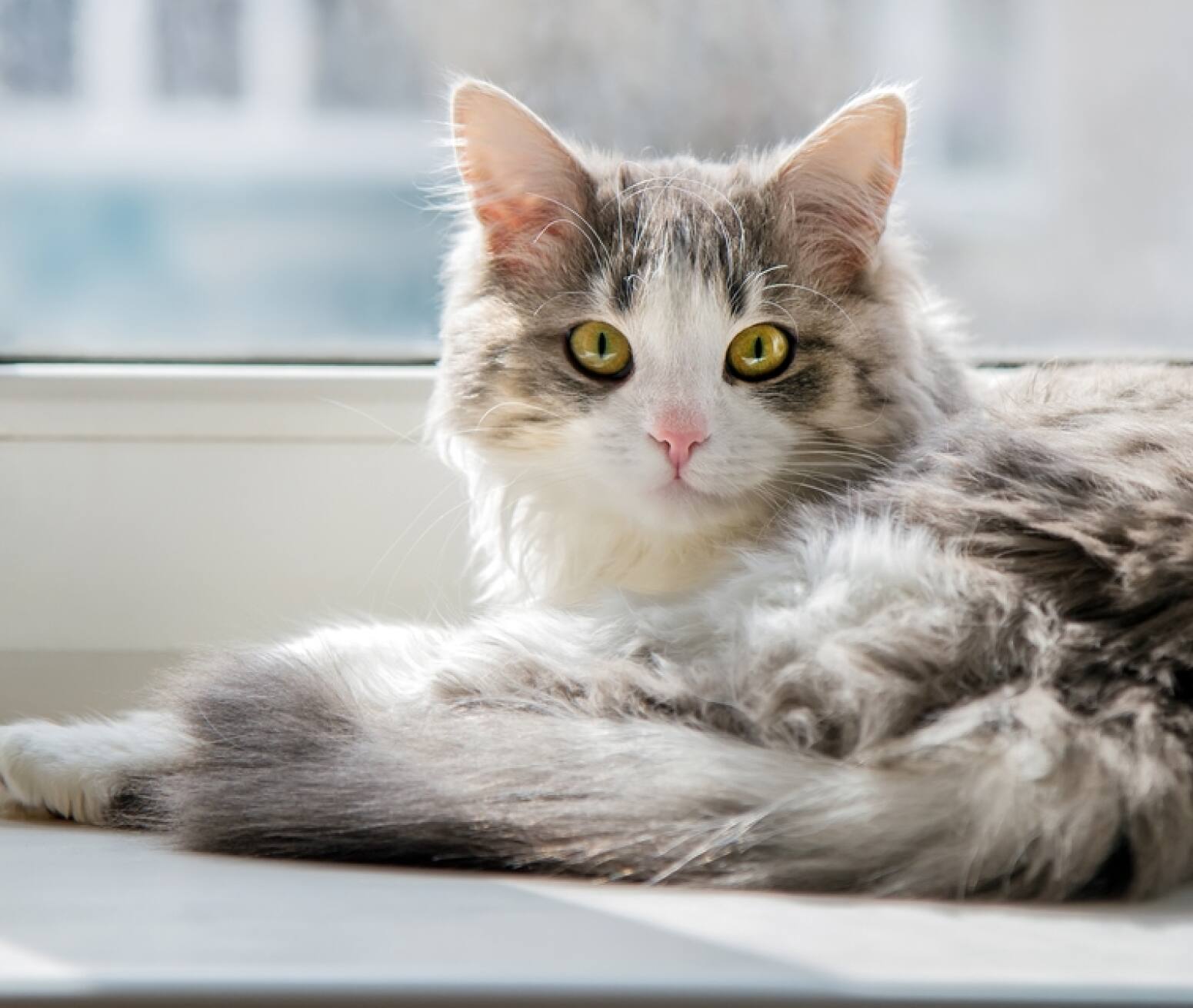 Pet Pharmacy & Medications Costco