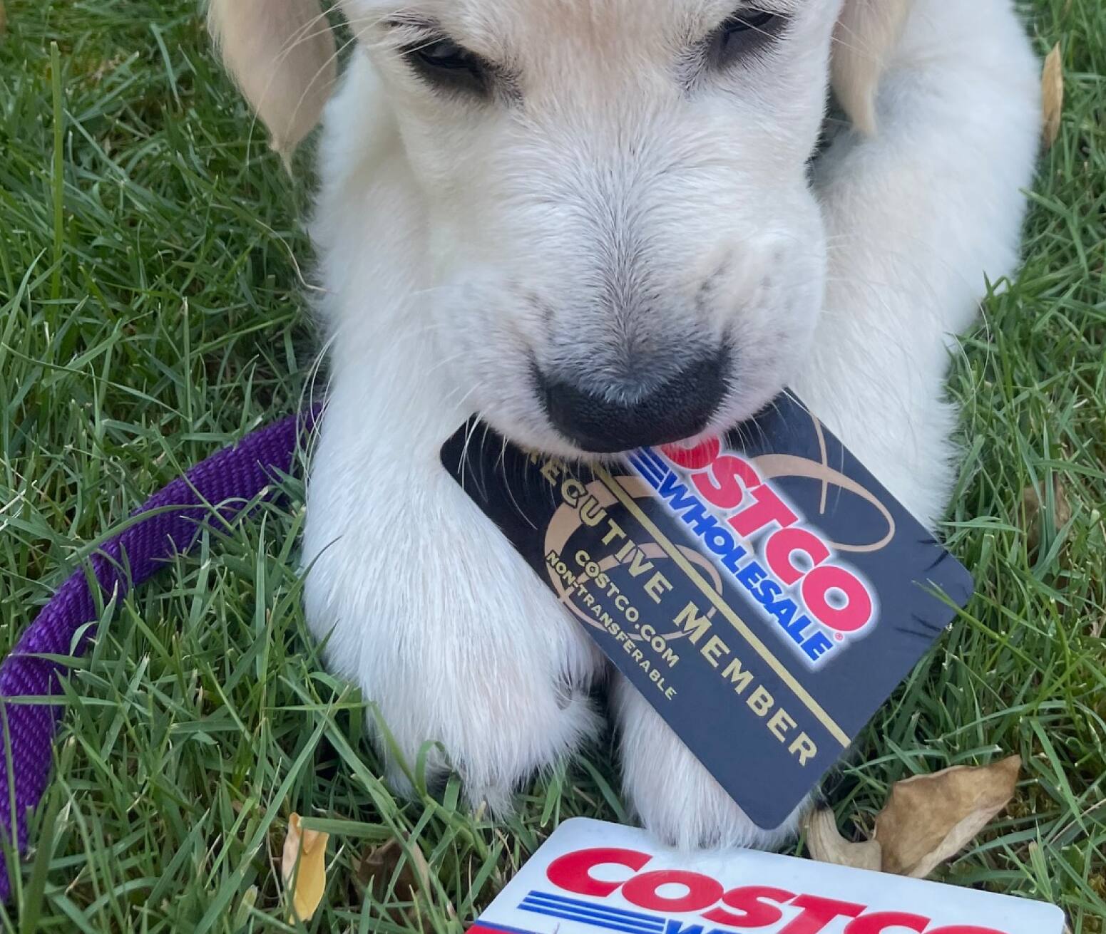 Pet Pharmacy & Medications Costco