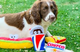 Dog laying on the grass with Costco food court swag