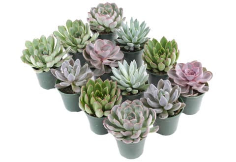 Cacti & Succulents