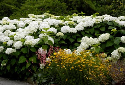 Hydrangeas