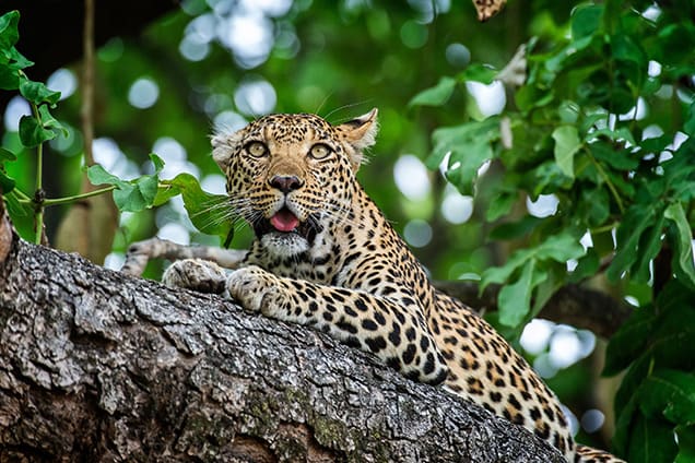 Lion World African Safaris